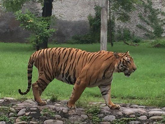 Mahendra Chaudhary Zoological Park